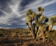 Joshua Tree Road, Mojave Desert, Utah