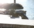 Seelöwen vom Pier 39