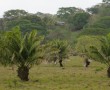Feld mit Ananasbäumen
