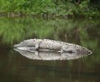 Krokodil nahe einer Finca