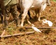 Feldbestellung mit Ochsengespann