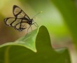 Mariposario (Schmetterlingshaus), Mindo