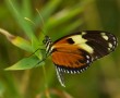 Mariposario (Schmetterlingshaus), Mindo