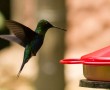 Kolibri - Schwer im Flug zu erwischen