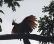 Hoatzin