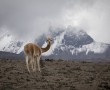 Vicuna nahe Chimborazo, Ecuador