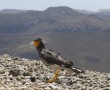 Guagua Pichincha, Vogel