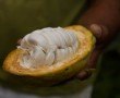 Frische Kakaobohnen