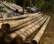Bambusmöbel Manufaktur