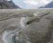 Athabascan Glacier in Jasper NP