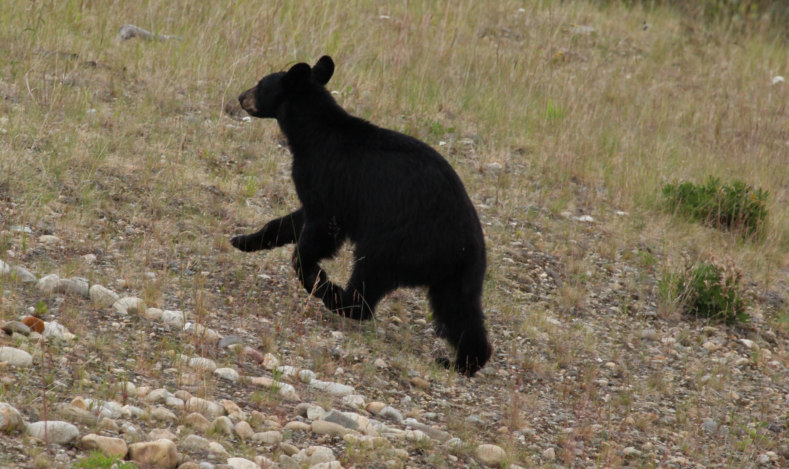 Junger Schwarzbär